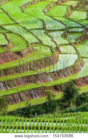 Stepping rice farm in Pa Pong Piang village Maechaem Chiangmai Thailand