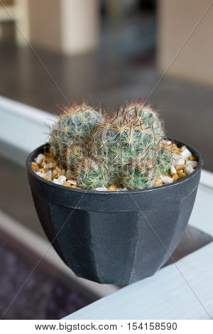 The cactus in the flowerpot on desk