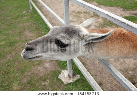 Head home mammal vicuña (type of llama) behind the fence
