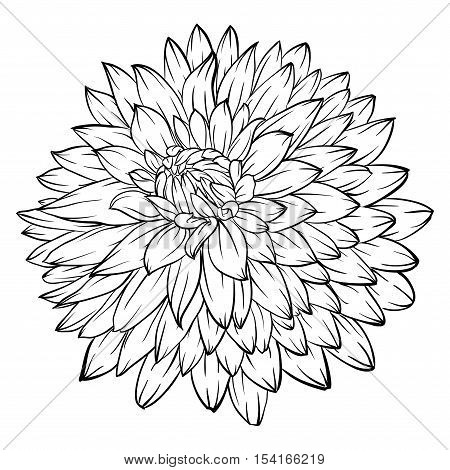 beautiful monochrome black and white dahlia flower isolated on background. for greeting cards and invitations of the wedding birthday Valentine's Day mother's day and other seasonal holiday