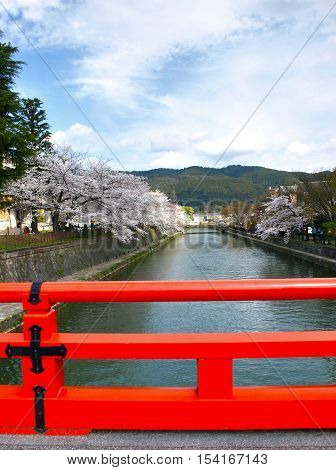 Cherry blossom in osaka city , japan