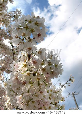 Cherry blossom in osaka city  , japan