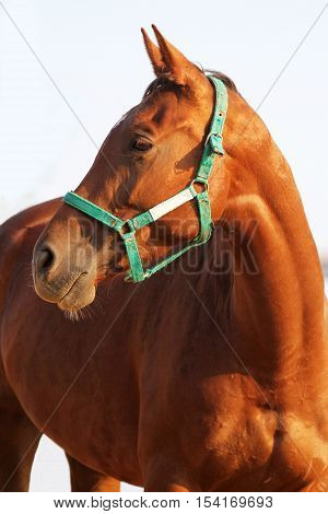 Closeup of chestnut colored horse shows head and shoulders against white studio background. Check out my other equine photos please
