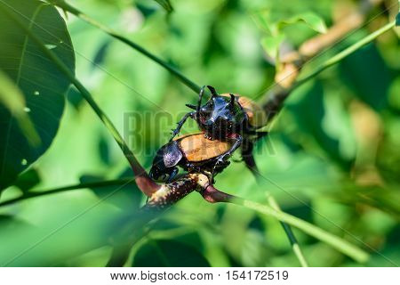 Close up male fighting beetle with five horn (rhinoceros beetle) are mating on tree.