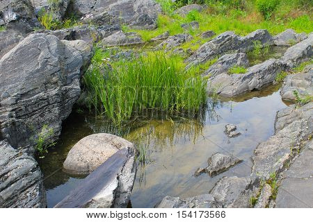 Flowering Rush (Butomus umbellatus) in a water