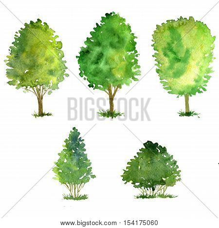 set of trees drawing by watercolor, bushes and decidious, green green foliage, isolated natural elements, hand drawn illustration