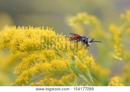 Insect flowering herbs, meadow, nature, macro, close-up with shallow depth of field. Daylight, Bright.