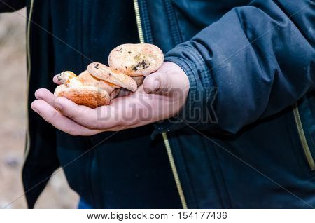 Mushrooms growing in the forest lie on the hand mushroom picker