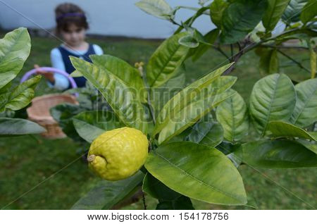 Jewish girl picking a fresh Citron Etrog from on a tree