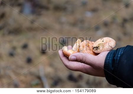 Mushrooms growing in the forest lie on the hand mushroom picker