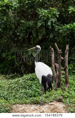 Red-Crowned crane