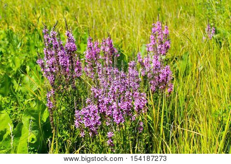 Purple Loosestrife (Lythrum Salicaria) on the meadow