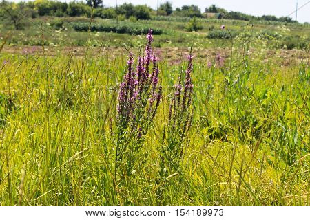 Purple Loosestrife (Lythrum Salicaria) on the meadow