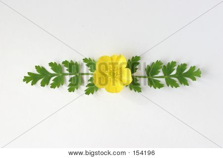 Floral Ornament