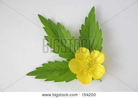 Floral Ornament