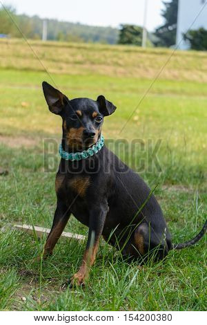 Attentive dwarf pinscher sits on the meadow - dog portrait