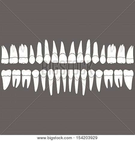 dentition white teeth and the roots on a gray background for the dental clinic dental crowns and roots done in vector and easily editable color and shape.