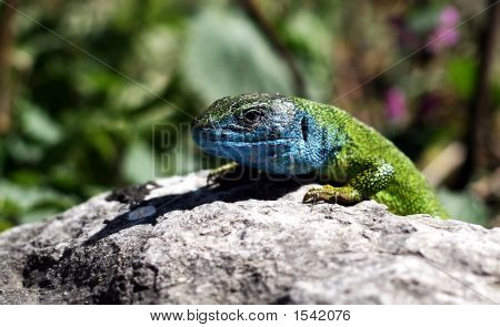 Sunbathing Gecko