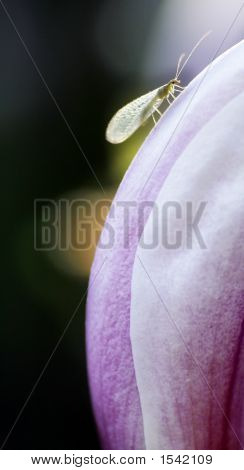 Insecto