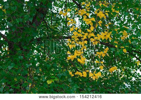 Autumnal branch of tree with green and yellow leaves