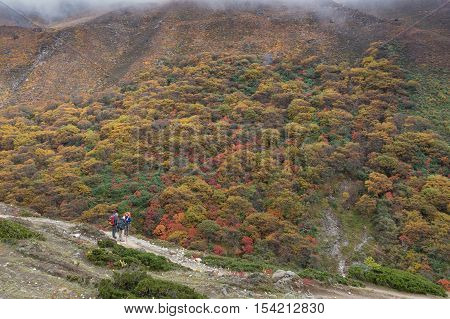 Autumn in EBC trekking route. Nepal. Changing color forest.