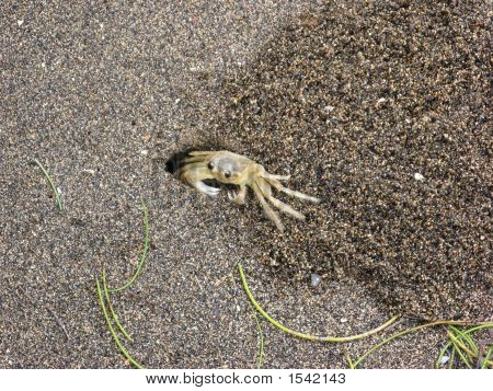 Krabba på en sandstrand