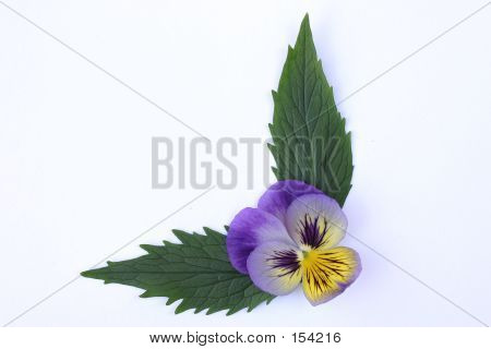 Floral Ornament