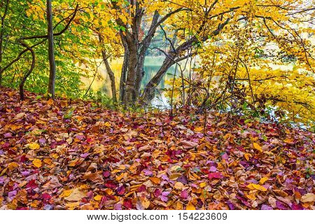 Autumn leaves on the ground along this trail in Schooly's Mountain Park in Morris County New Jersey.
