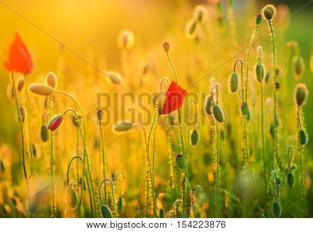 Flowering Spring Meadow Closeup. Flowering Poppies Nature Photo Background.