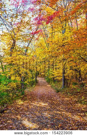 Bright colorful Autumn foliage along the trail in Schooly's Mountain Park in Morris County New Jersey.