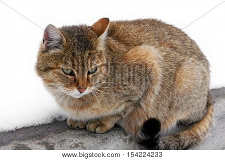 Cat in winter snow. Prints wet paws kitties. Tiger wild cat in the snow. Beautiful animals with us.