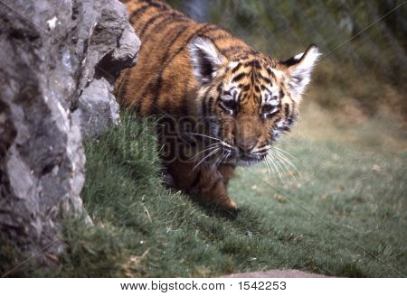 Bengaltiger