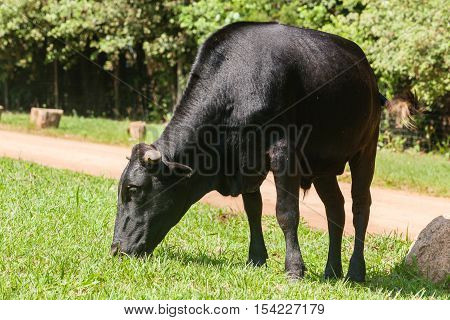 Cattle animal countryside road closeup grazing summer .