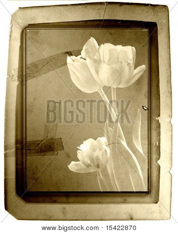 Vintage foto Card tulipaner