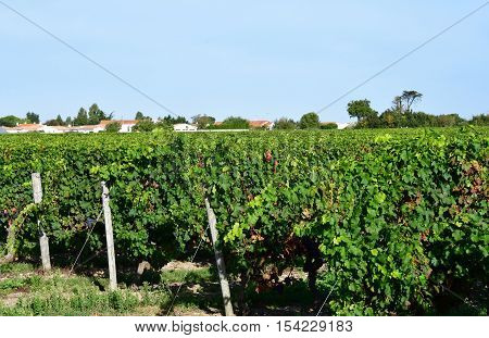 La Couarde sur Mer France - september 26 2016 : vineyard around the village in autumn