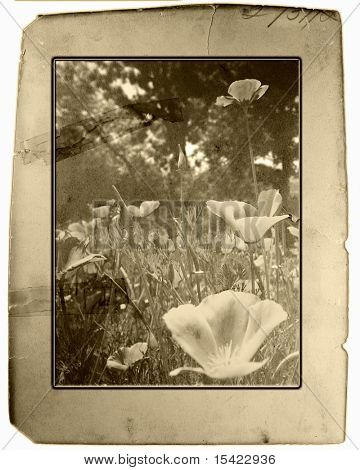 Vintage foto Card valmuer
