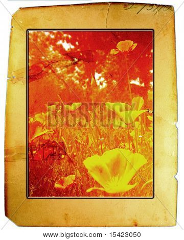 Vintage foto Card valmuer