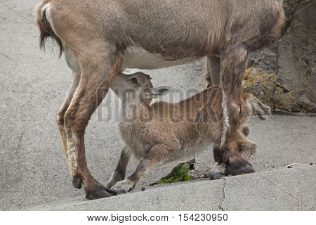 Alpine ibex (Capra ibex ibex), also known as the steinbock or bouquetin. Female ibex feeding its calf. Wildlife animal. 