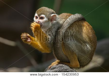 Common squirrel monkey (Saimiri sciureus). Wildlife animal. 