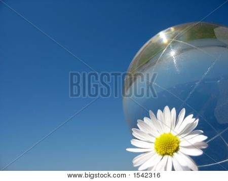 Globo y Daisy
