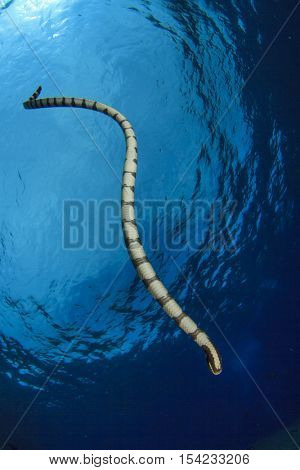 Banded Sea Snake (Krait)