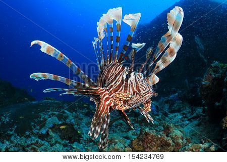 Lionfish