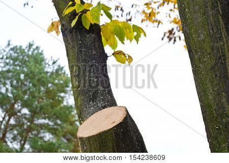 Tree with a cut off branch in the autumn