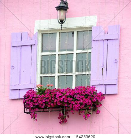 Violet window and colorful flower on pink wall