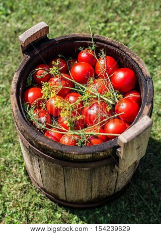 Pickled tomatoes with herbs in the wooden cask.