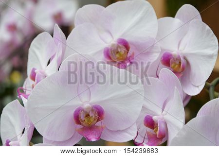 A twig of white and pink orchids