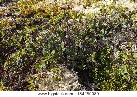 Blueberry bushes in the Arctic. Flora of arctic tundra