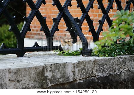 Happy cat resting near a fence on the parapet.