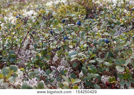 Blueberry bushes in the Arctic. Flora of arctic tundra