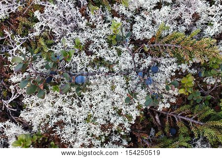 Blueberry bushes in the Arctic. Flora of arctic tundra